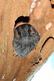 Australian Owlet-nightjarborder=